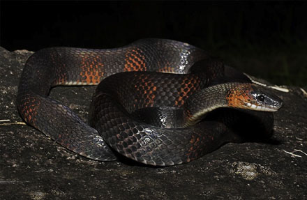 Bush Racer 