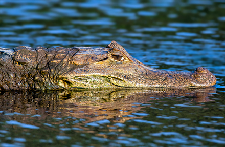 Caiman