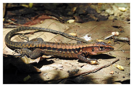 Central American Ameiva 