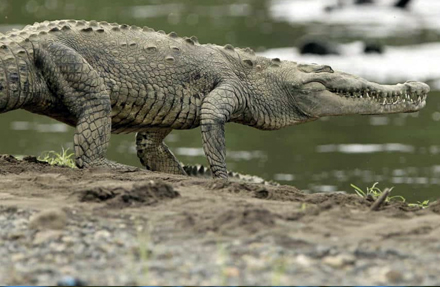 Crocodile 
