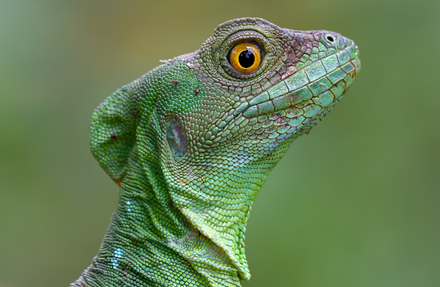 The plumed basilisk