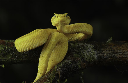 Eyelash Palm-Pitviper 