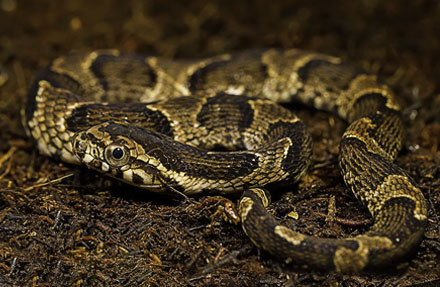 False Fer de Lance 