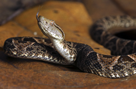 Fer-de-lance 