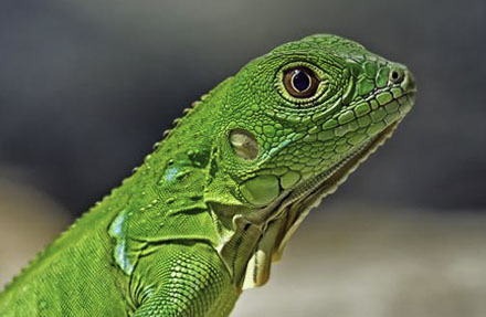Green Iguana 