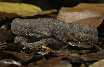 Rainforest Hognosed pitviper 