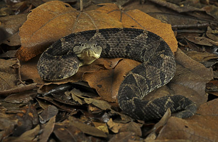 Jumping Pitviper 