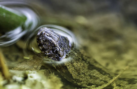 Keeled mangrove snake 