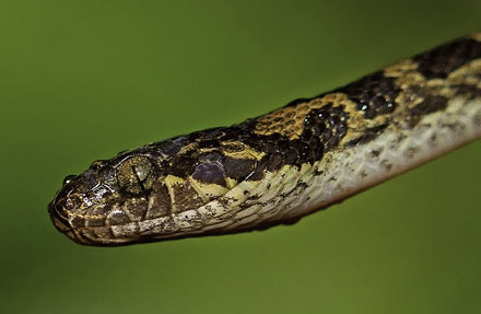 Mangrove cat-eye 