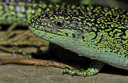 Montane Alligator Lizard 