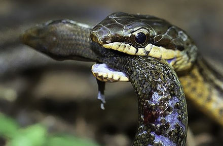 Olive lizard eater, Salmon-bellied Racer 