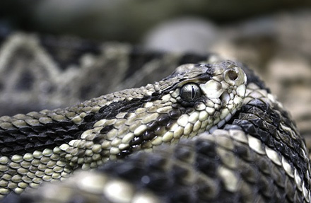 Rattlesnake 