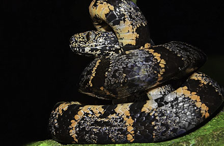 Red Ringed Snaileater 