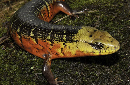 Rose-sided Galliwasp 