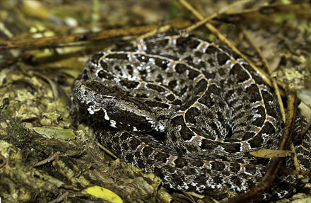 Slender Hog-nosed Pitviper 