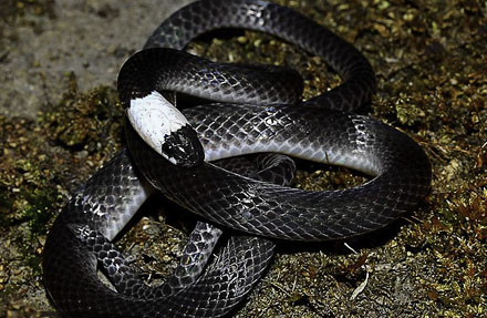Sock-headed Snake 
