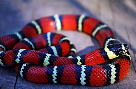 Tropical Milksnake 