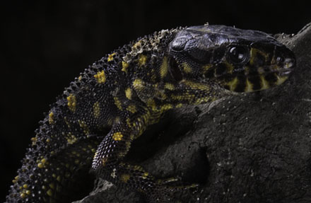 Yellow-Spotted Night Lizard 