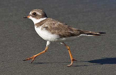 Semipalmated Plover