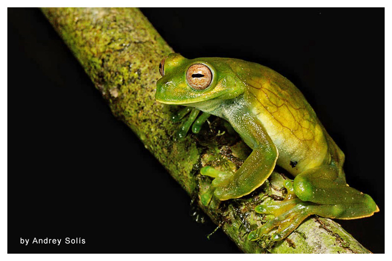 Hyloscirtus palmeri