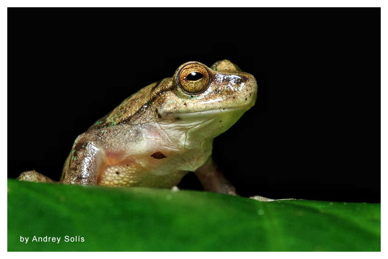 Isthmohyla rivularis