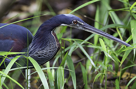 Garza Pechicastaña (Agamia)