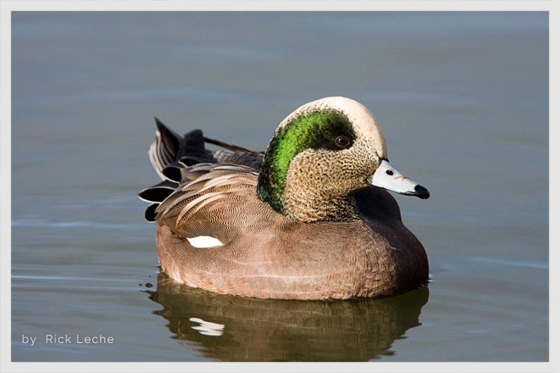 Pato Calvo (Carraco) 