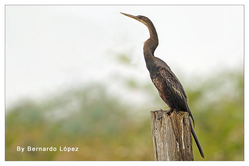 Aninga (Pato Aguja)