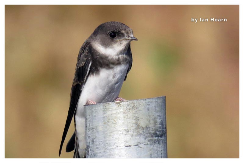 Golondrina Ribereña 