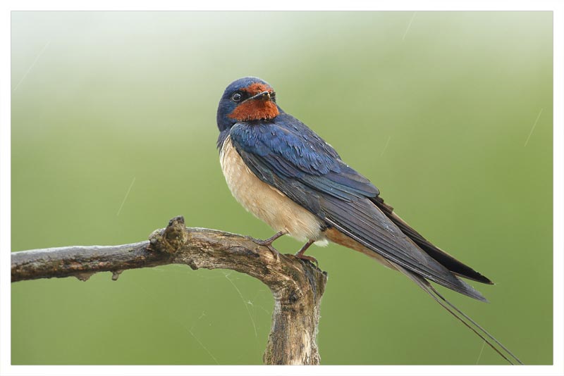 Golondrina Tijereta 