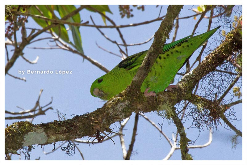 Perico Listado 