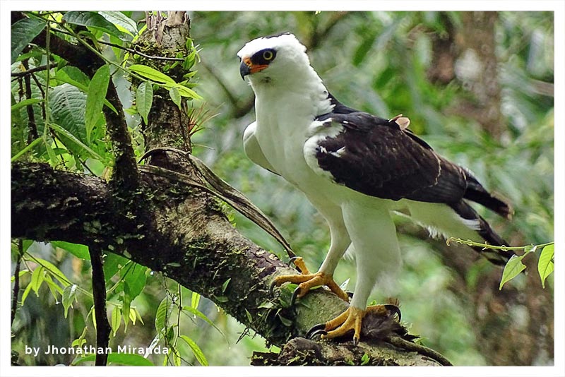 Aguilillo Blanco y Negro (Águila Marcial)