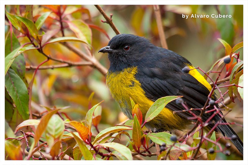 Capulinero Negro y Amarillo (Comemoras) 