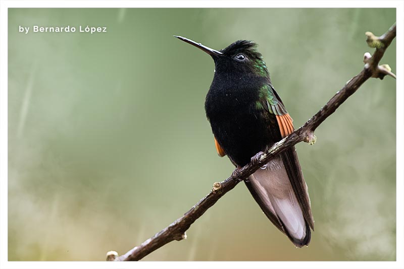 Colibrí Pechinegro