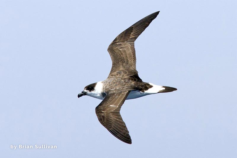 Petrel Gorrinegro 