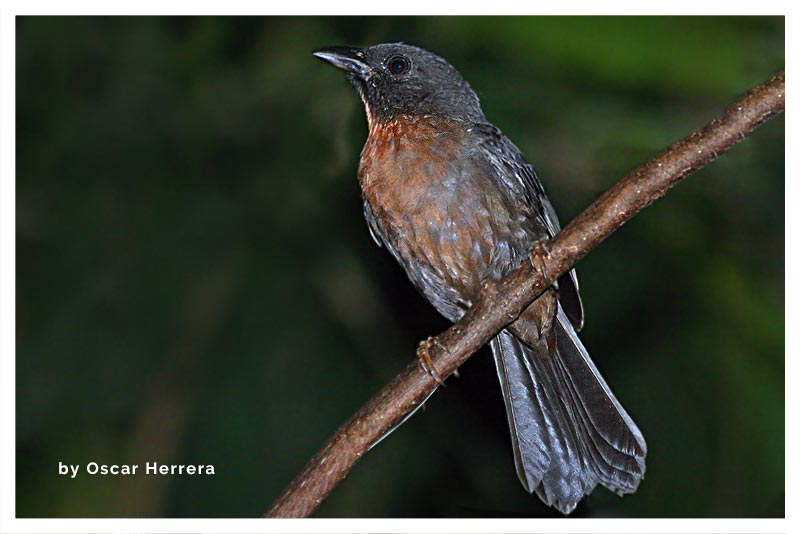 Tangara Hormiguera Carinegra 