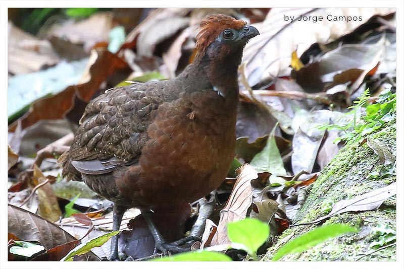 Codorniz Orejinegra (Chirrascuá- Gallinita)