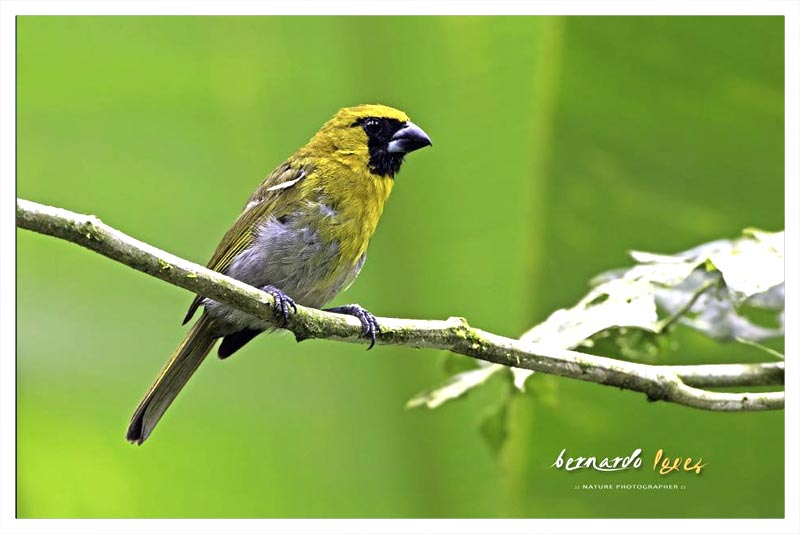 Picogrueso Carinegro (Sarapiqueña) 