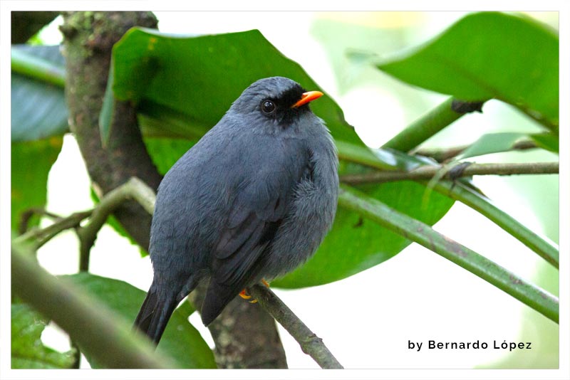 Solitario Carinegro (Jilguero) 