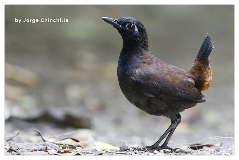 Gallito Hormiguero Cabecinegro 