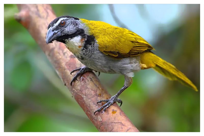 Saltator Cabecinegro (Chayotero) 