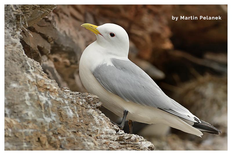 Gaviota Tridáctila- Gaviota Patinegra