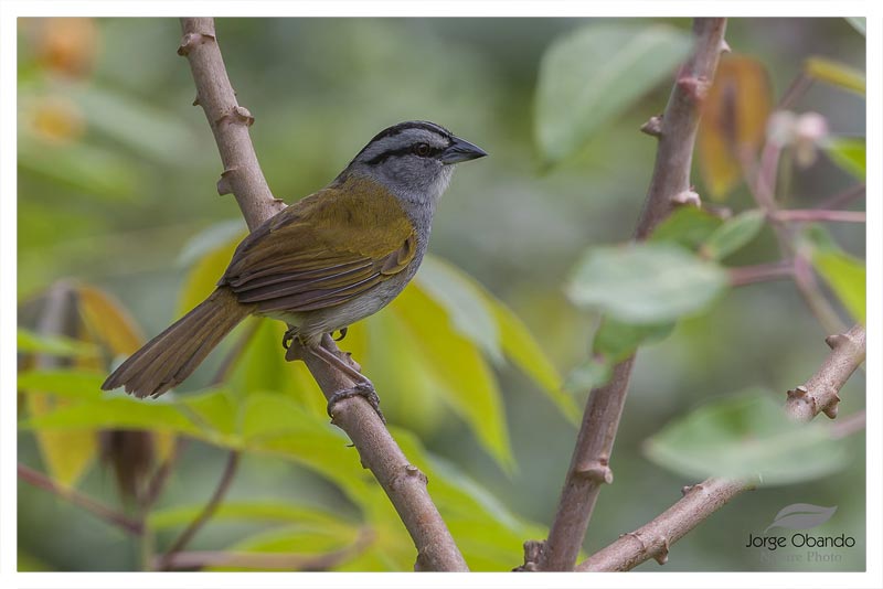 Pinzón Cabecilistado (Purisquero- Pájaro Suzuki) 