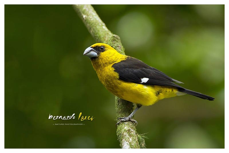 Picogrueso Vientriamarillo (Chorcho- Maizero- Chiltote) 