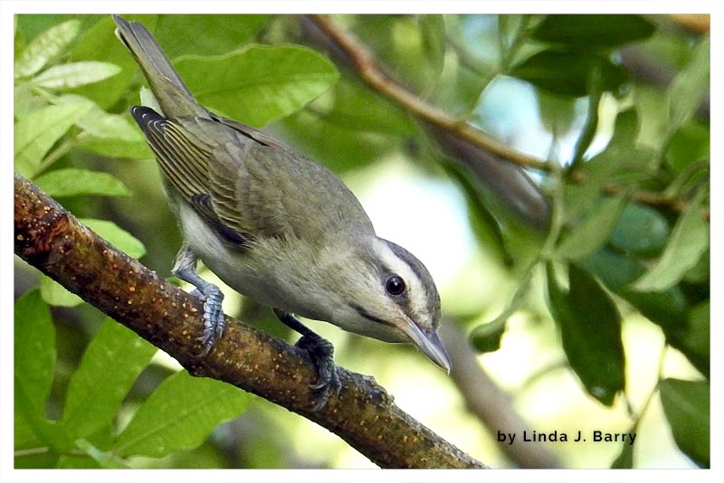 Vireo Bigotudo 
