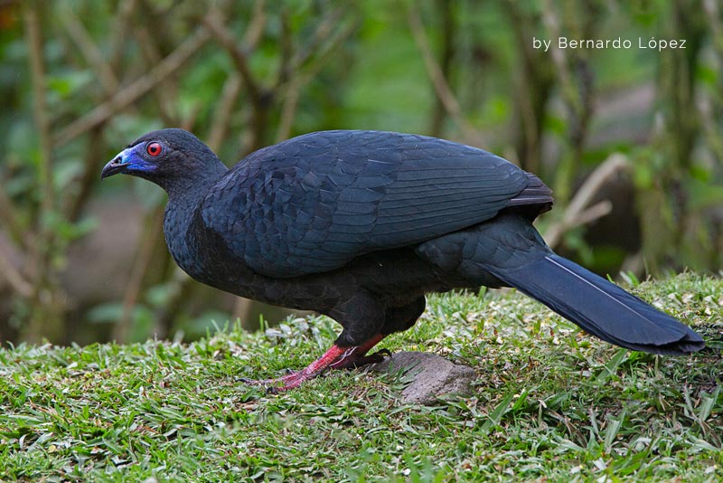 Pava Negra (Pajuila)