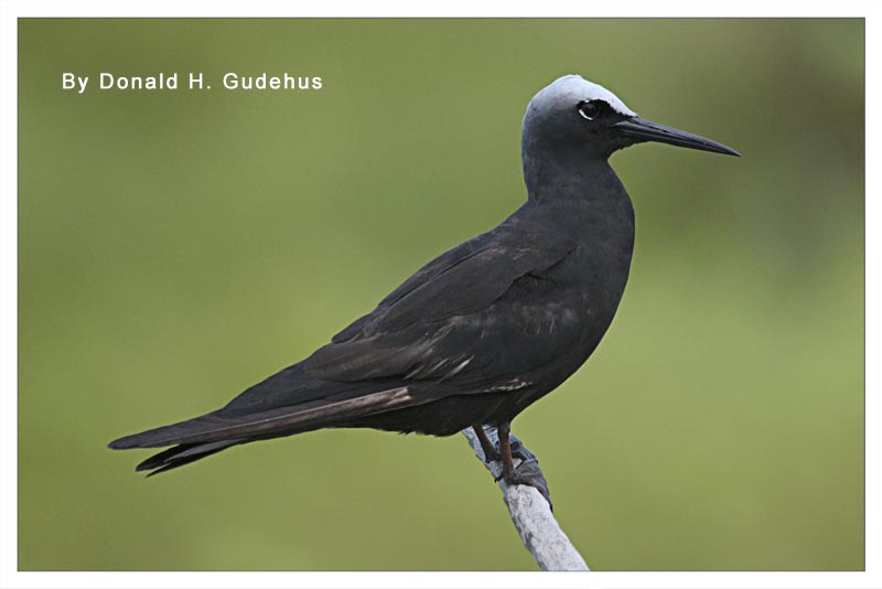 Tiñosa Negra (Charrán Negro Pequeño)