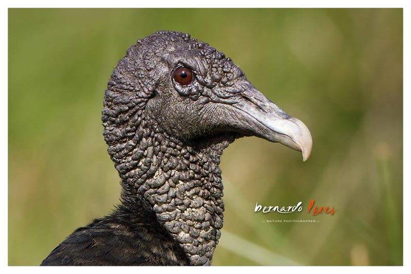 Zopilote Negro (Zoncho- Gallinazo)