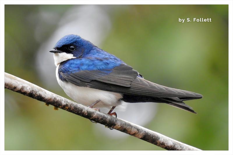Golondrina Azul y Blanco 