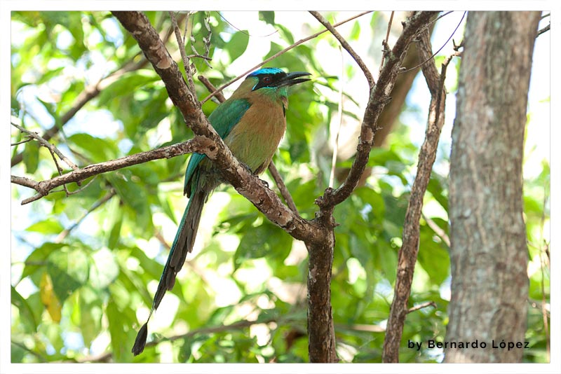 Momoto Común (Pájaro Bobo- Bobo Azul)